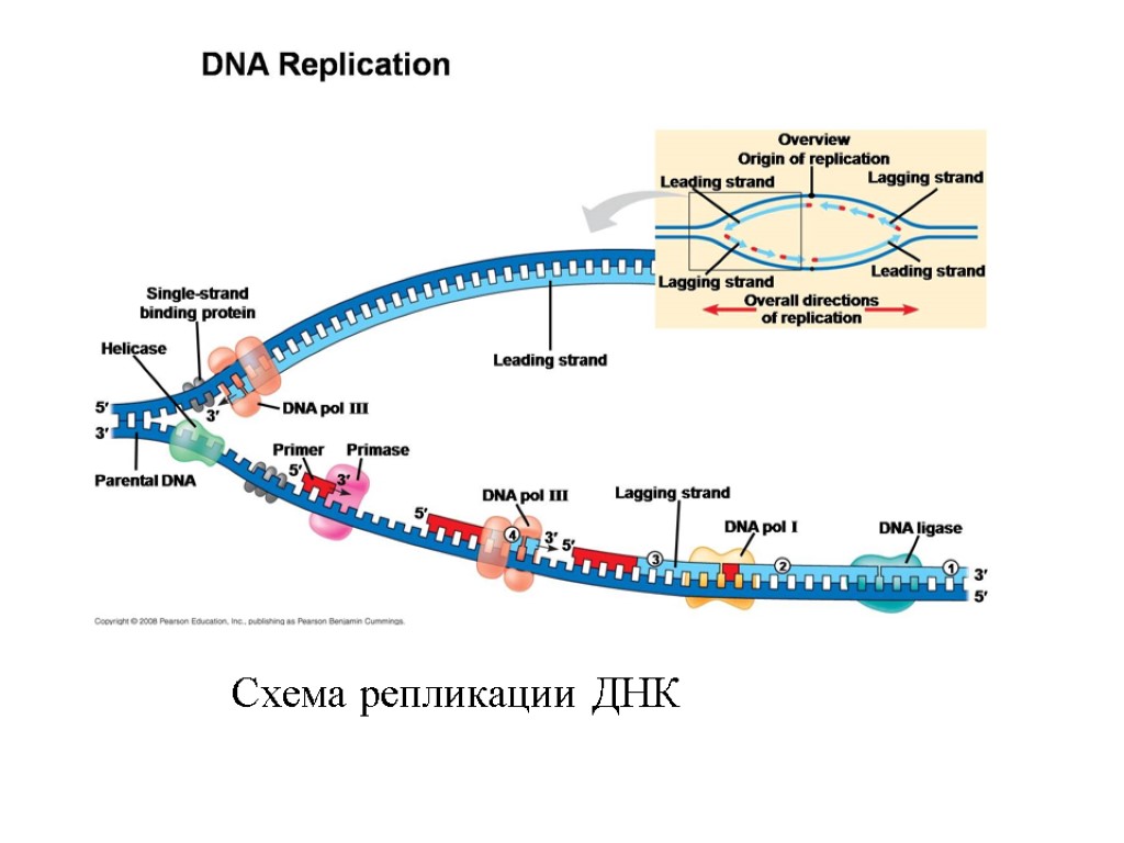 Схема репликации ДНК